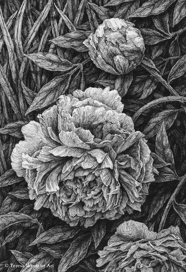 three peonies drawing