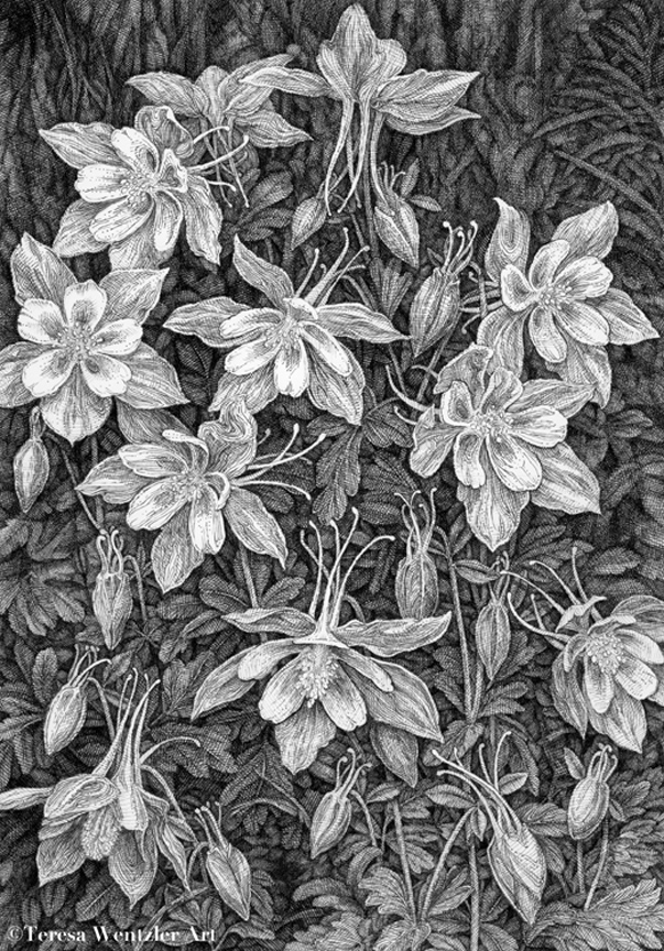 columbine pen drawing