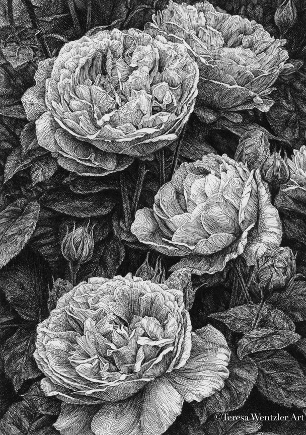 English roses drawing
