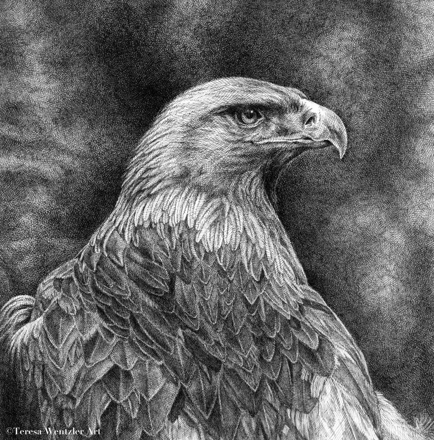 golden eagle portrait pen drawing