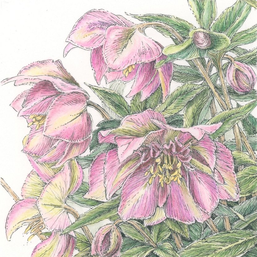 hellebore drawing