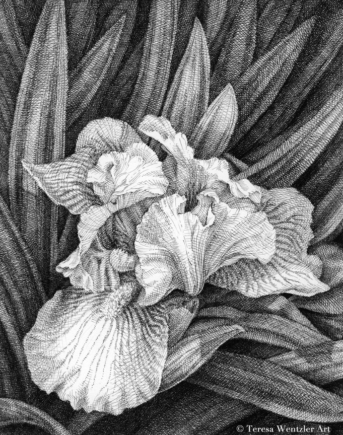 bearded iris pen drawing