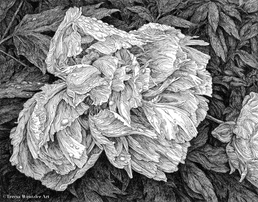 peony in the rain pen drawing