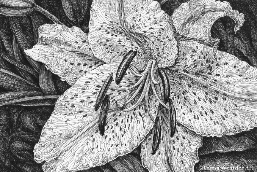 spotted lily pen drawing