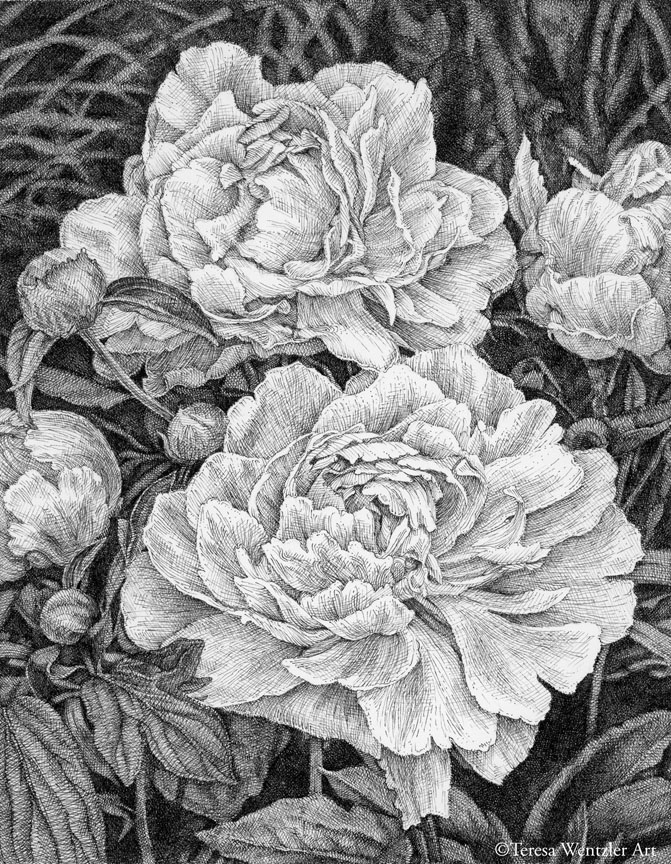 white peonies pen drawing