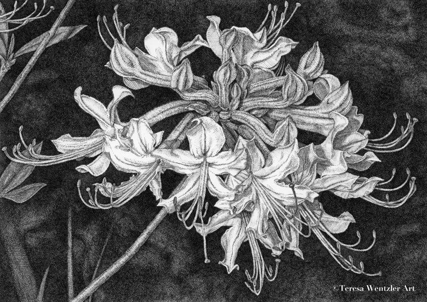 wild azalea drawing