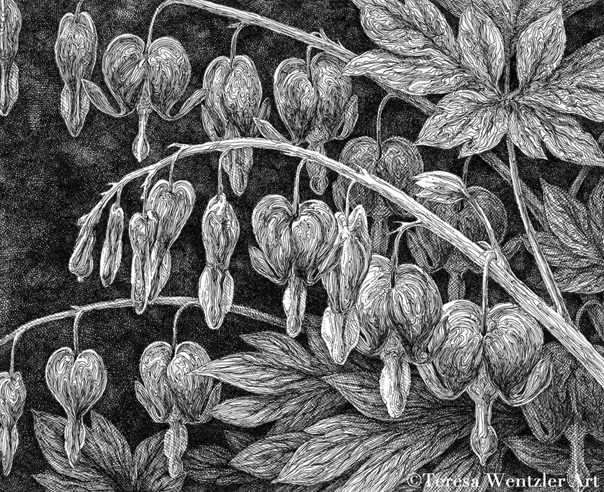 pen and ink drawing of bleeding hearts
