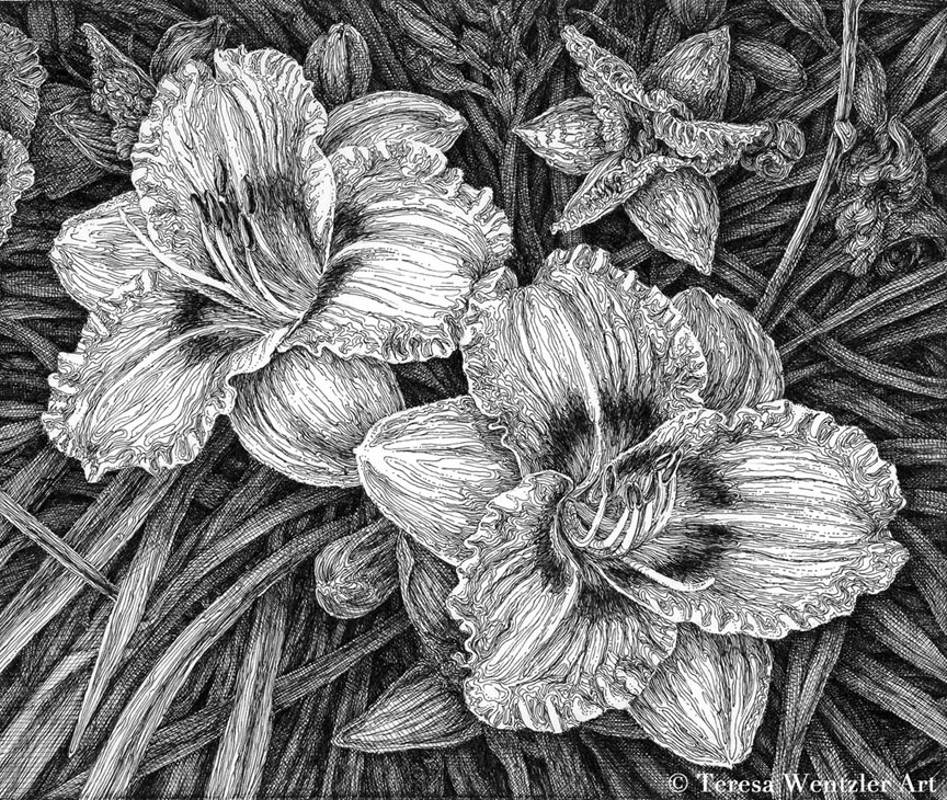 Daylilies