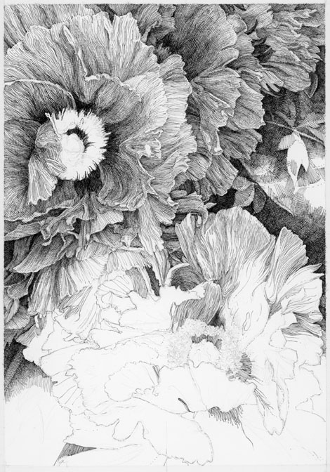 peony 1