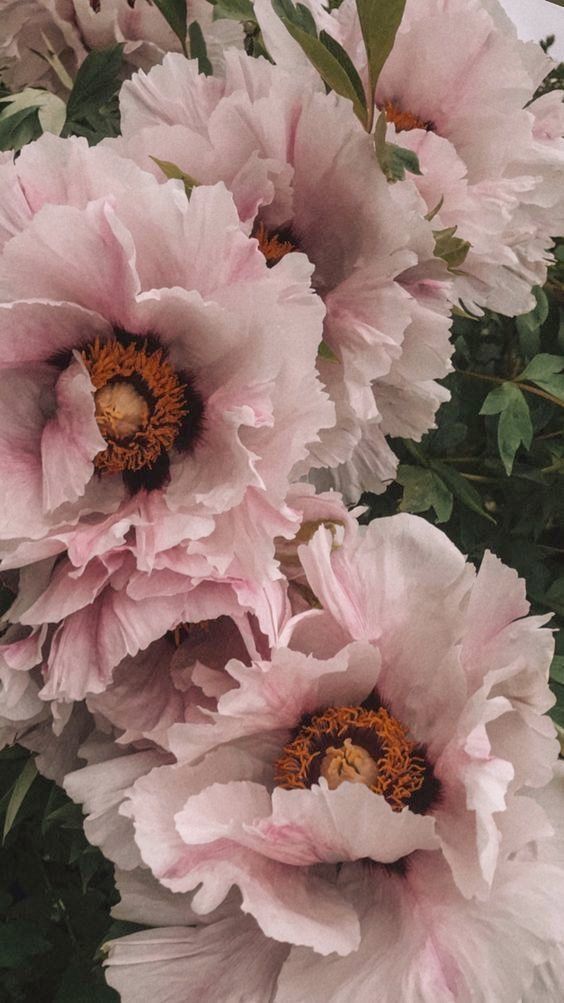 peonies photo