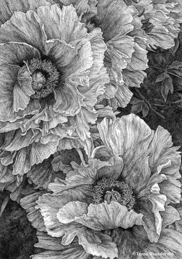 pen and ink drawing of a pair of peonies