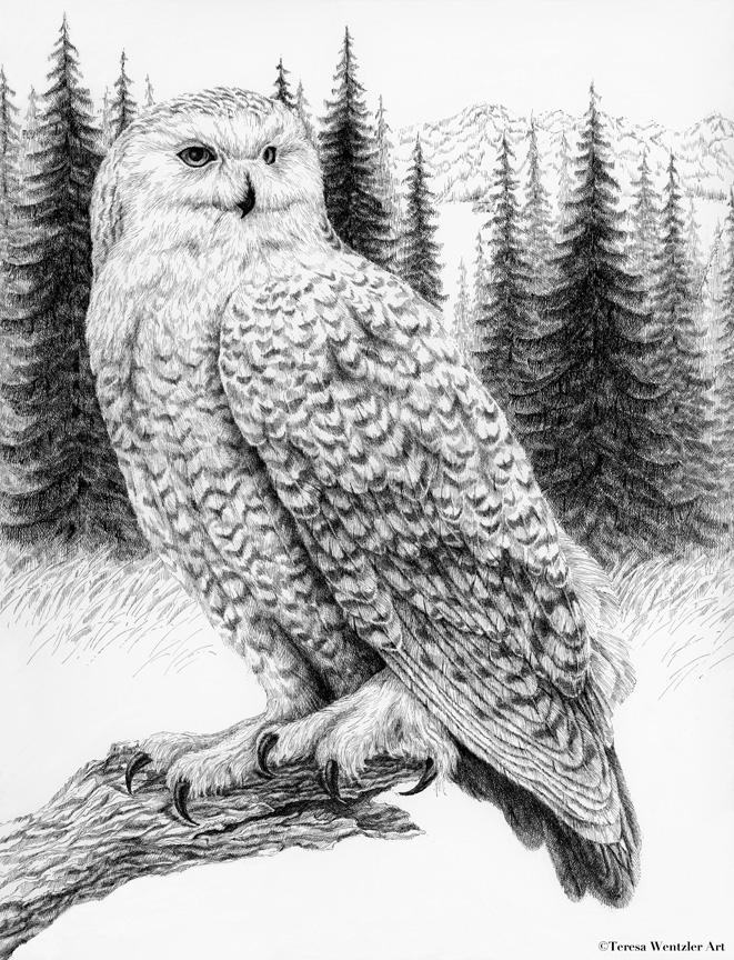 pen and ink drawing of a snowy owl