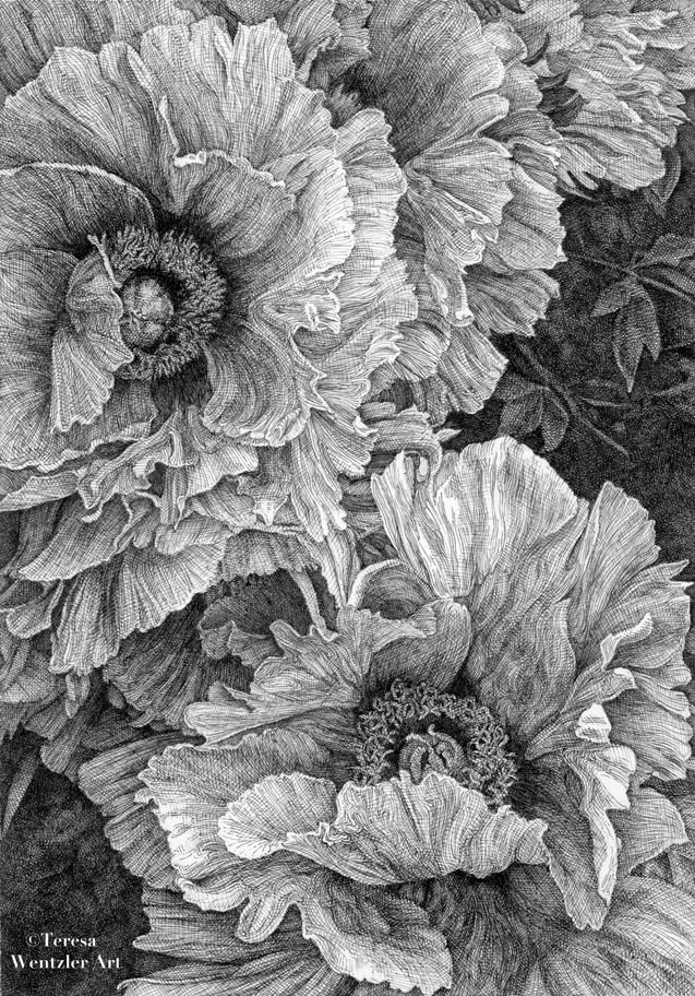 image of a pen and ink drawing of peonies